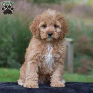 Jasper, Cavapoo Puppy